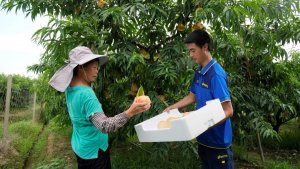 德邦快遞助力無錫陽山水蜜桃走向全國-物流之家