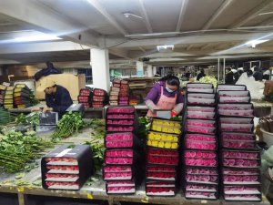 南航物流鮮花運輸量較去年七夕增長近30%-物流之家