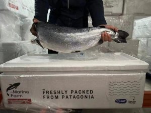 東航物流推進物貿一體化 首批進口智利冰鮮銀鮭魚抵達中國-物流之家