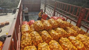 韻達(dá)重慶酉陽網(wǎng)點助力果農(nóng)直銷100余萬斤臍橙-物流之家