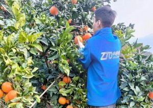 中通助力甜橙出山 奉節中通1月4日運出2萬票臍橙-物流之家