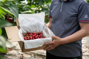 順豐無(wú)人機(jī)首次試飛運(yùn)輸甘肅天水大櫻桃-物流之家