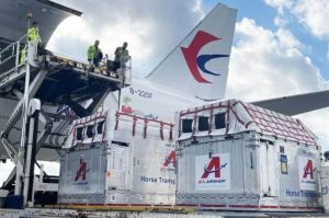 東航物流為歐洲市場打造馬匹類航空運輸全鏈條服務產品-物流之家